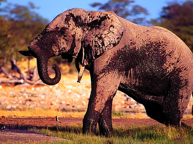 African Elephant, Namibia, Africa